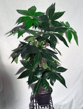 3ft artificial Pachira tree with green leaves in a black pot.